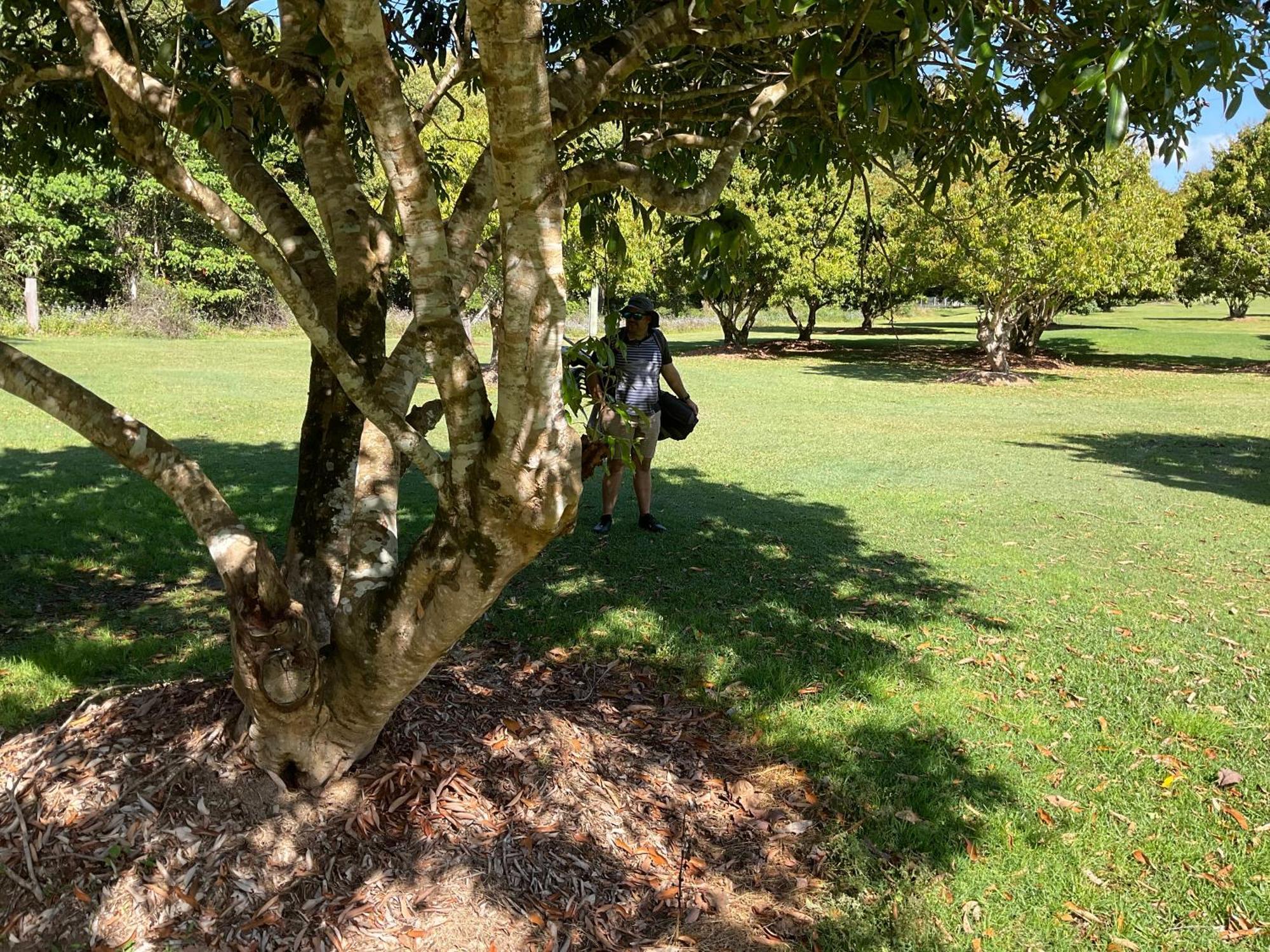 Sunshine Coast Retreat Your Own Private Golf Course Diddillibah Eksteriør billede